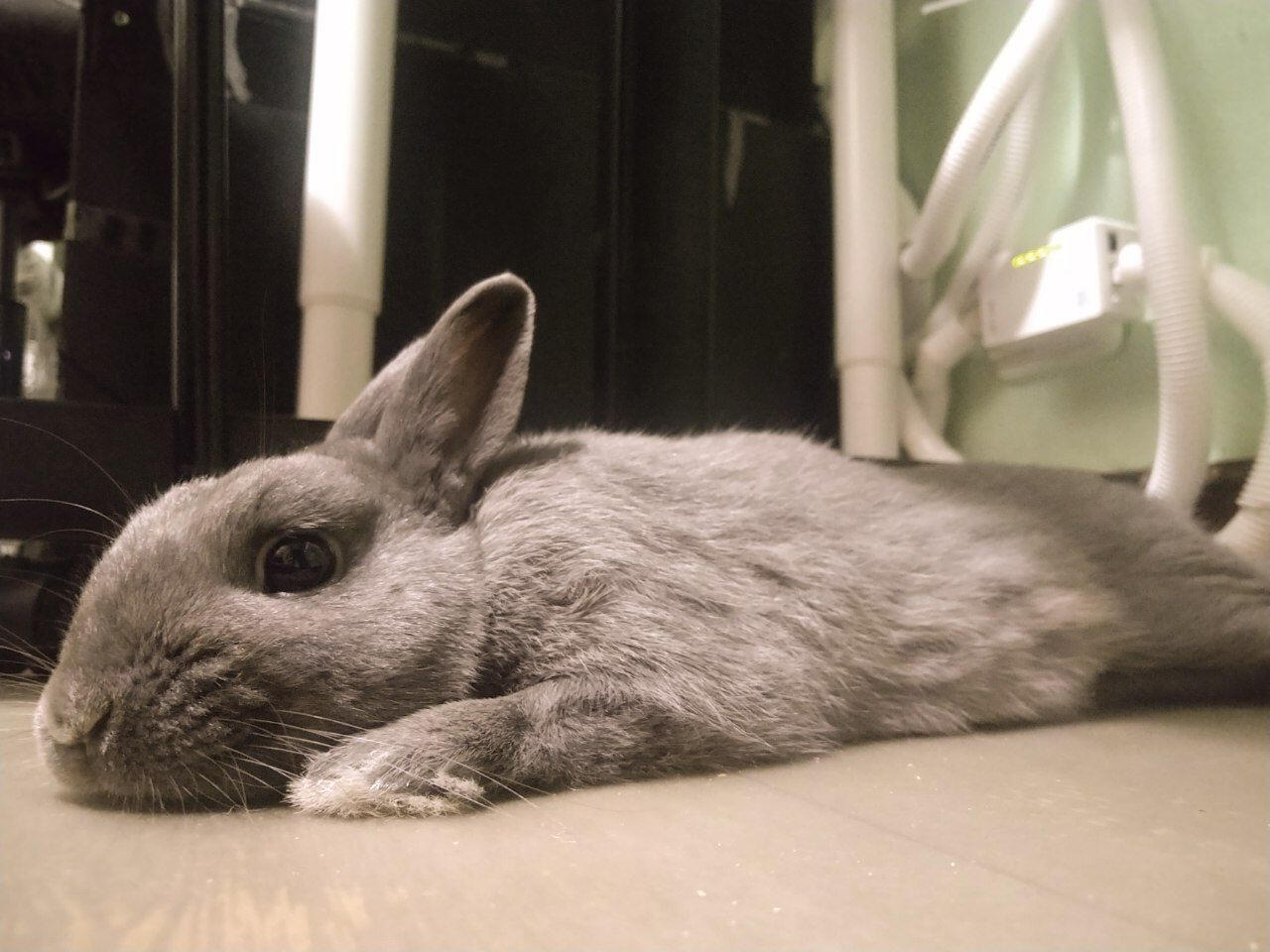 Photo of a grey bunny, laying down like a worm